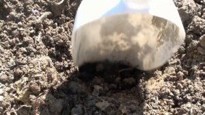 Простой способ посадки клубники весной. Собирайте урожай ВЕДРАМИ!