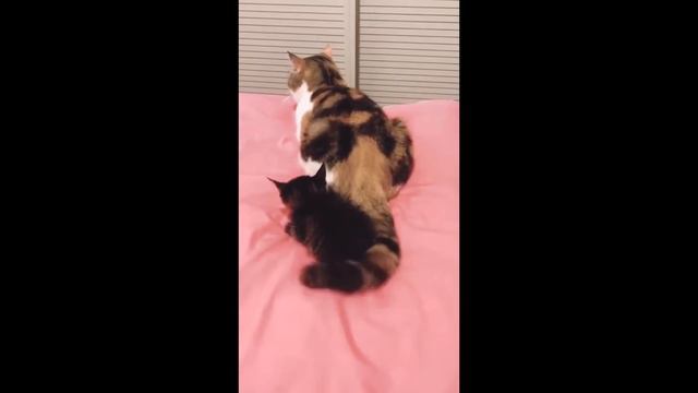 Самые смешные животные / Приколы с котами и собаками 2021 #1 смотреть онлайн