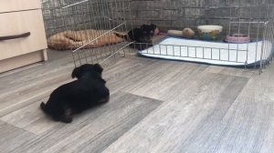 VLOG: ВЫСТАВКА СОБАК| Померанский шпиц |Первый опыт ❤️