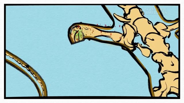 Why Can't We Regrow Limbs? - Instant Egghead #35 смотреть онлайн