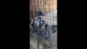 Забавные животные и птицы