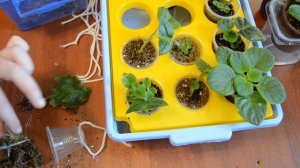 Как укоренить лист фиалки за 2 недели, а через 1,5 месяца получить большие детки фиалок