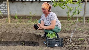 Высаживаем рассаду. Поход в магазин. Бабушка готовит домашнюю лапшу с петухом. Сельская жизнь