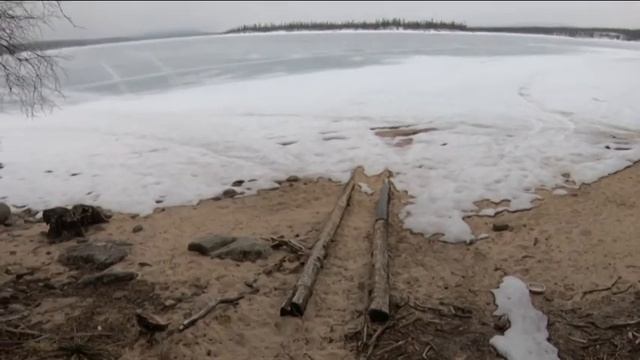 Тетерева на току. Красота Заполярья смотреть онлайн