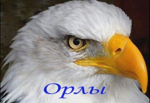 Орлы