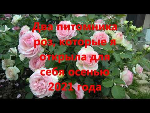 ДВА ПИТОМНИКА РОЗ, КОТОРЫЕ Я ОТКРЫЛА ДЛЯ СЕБЯ ОСЕНЬЮ 2021 ГОДА. смотреть онлайн