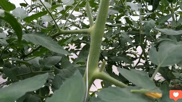 ПАСЫНКОВАНИЕ ИНДЕТЕРМИНАНТНЫХ ТОМАТОВ