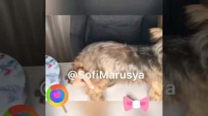 Длина спины собачки! КАК ИЗМЕРИТЬ! sm-dog.ru