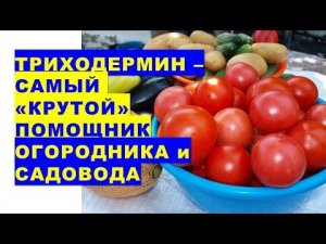 Триходермин - самый "крутой" помощник огородника и садовода в защите растений от болезней