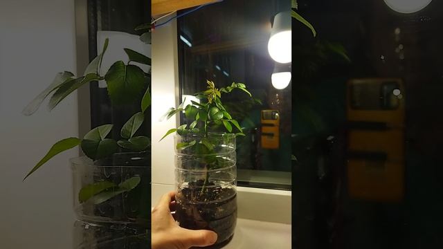 Розы из моего сада. Укоренение черенков.