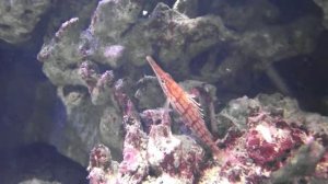 Аквариумная рыбка, Кудрепер длиннорылый Oxycirrhites typus Long nose hawk, океанариум спб