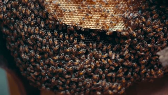 Insects for Kids | Have fun learning all about different kinds of bugs! | Parts of an insect смотреть онлайн