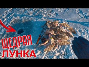 Да сколько ИХ ТУТ?! Щедрая лунка с окунями! Зимняя рыбалка 2022. Окунь на балансир.