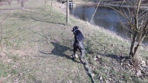 Cane Corso