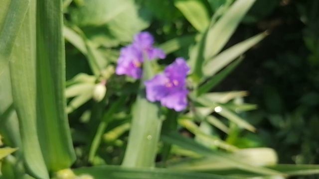 традесканция