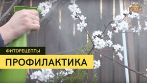 Профилактика садовых растений \ Борьба с вредителями и болезнями \ Фиторецепты