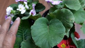 962🌿🥀Rare Plant Alpicola and Primrose/Primula, Comparison, Care, Soil, Fertilizer, Watering etc