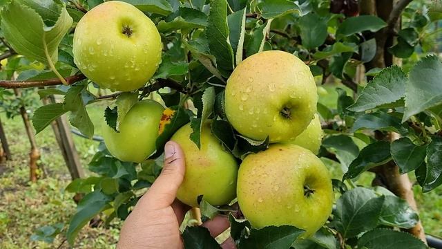 ИММУННЫЕ СОРТА ЯБЛОНЬ К ПАРШЕ / УСТОЙЧИВЫЕ СОРТА ЯБЛОНЬ К ПАРШЕ смотреть онлайн