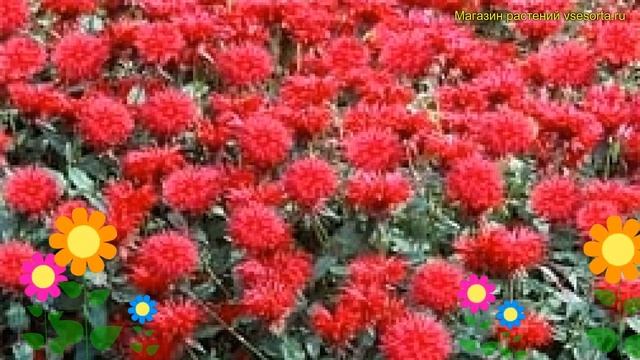 Монарда гибридная Фаер болл. Краткий обзор, описание характеристик мonarda hybrida Fireball смотреть онлайн