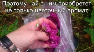 Клевер красный. Сбор и сушка.