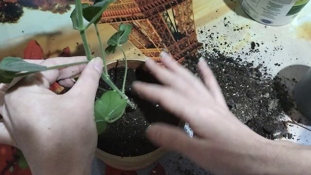 Пеларгония плющелистная. Пересадка. смотреть онлайн