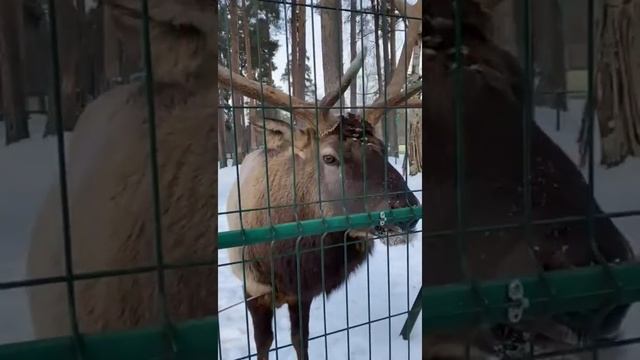Олени.Благородные животные.Зоопарк Костромы. #shorts #забавныезвери