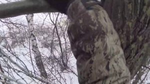 Привада и лабаз. Охота на лису на приваде.