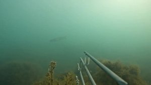 Подводная охота в Сочи. Август 2022 г.