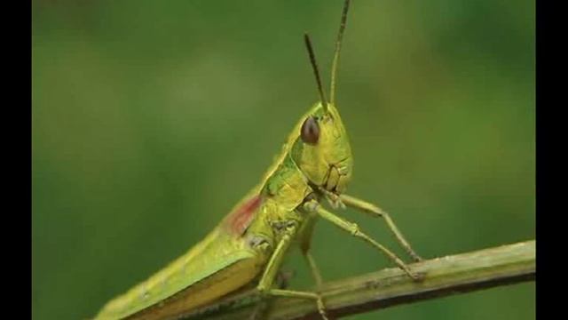 "Песенка кузнечика" смотреть онлайн