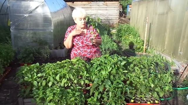 НУЖНО ЛИ УДАЛЯТЬ ЦВЕТЫ И ЗАВЯЗЬ У РАССАДЫ ПЕРЦА? Ольга Чернова.
