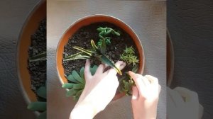 How to plant succulent arrangement together/ succulent garden