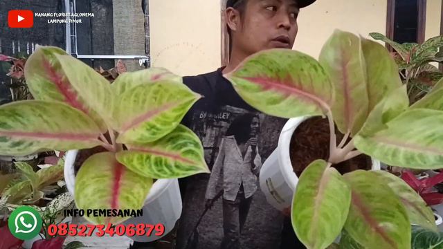 LARIS BANGET | OBRAL AGLONEMA MURAH TANIAN SENDIRI | COCOK BUAT PEMULA | BAGIAN 126 смотреть онлайн