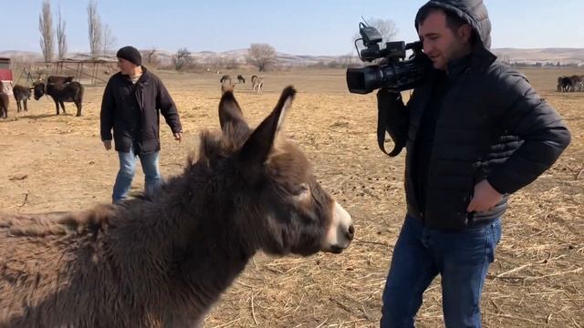 Ослиная ферма. Ослиное молоко смотреть онлайн