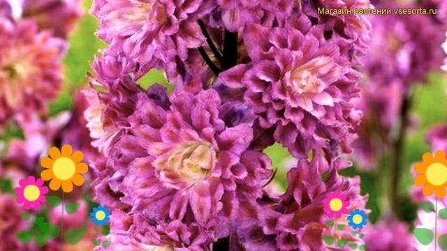 Дельфиниум высокий Фламенко. Краткий обзор, описание характеристик delphinium elatum Flamenco смотреть онлайн