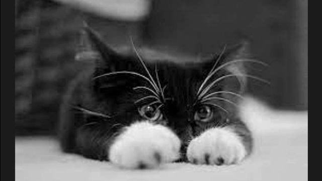 Грядущий Царь. Почему Лев. смотреть онлайн