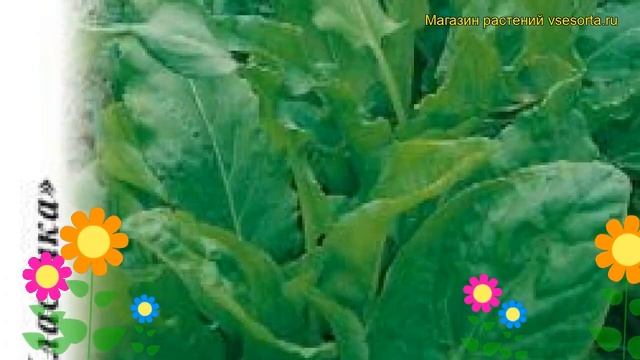 Щавель Широколистный Щавель. Краткий обзор описание характеристик где купить rúmex