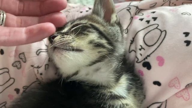 Purry Sleepy Kittens смотреть онлайн