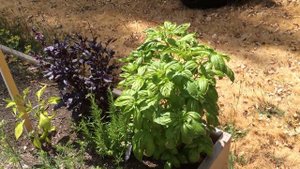 Как разросся куст базилика / Разновидности базилика / Basil