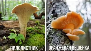 Почему горчат вёшенки / Что делать и как убрать горечь