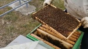 Разбор гнезда весового улья после шести месяцев зимовки Начало развития 26.02.23г.