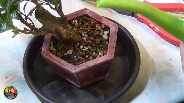 store bought Ficus microcarpa 'Tigerbark' 1,  Starting a preBonsai SHOHIN HAN KENGAI (semi cascade)