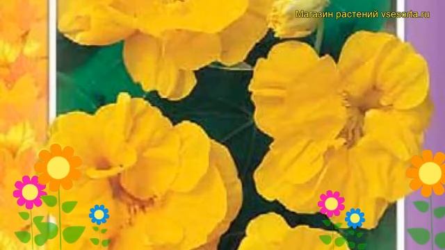 Настурция низкорослая Золотой шар. Краткий обзор, описание tropaeolum majus, t. nanum Zolotoy shar смотреть онлайн