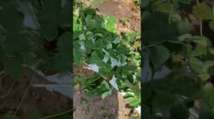 Созревание сортов клубники Элиане, Вайбрандт, Флер, Кимберли