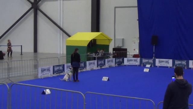 РО1 Дебют: Андрианова Ирина Вайт Костел Хан Бультерьер стандартный смотреть онлайн