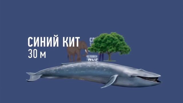 самые большие вещи по степени смотреть онлайн