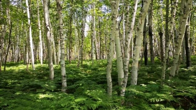 Отвар из почек берёзы майской. Лечение ревматизма, остеохондроза, подагры и полиартрита. Фитотерапи