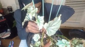 Placing my Begonia Looking Glass back onto her trialist.