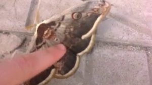 Ночьная бабочка - "махаон‚‚