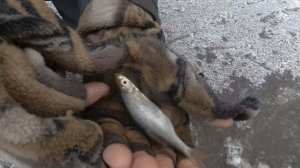 Первый лёд 2021-2022