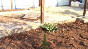 Посадка гортензии Самарская Лидия и другие.mp4